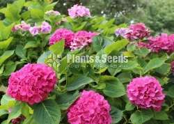 Harincha (හයරින්චා)