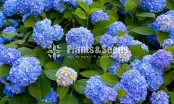 Harincha (හයරින්චා)