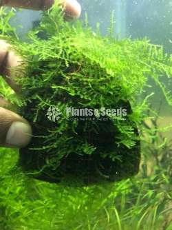 Aquarium Plants 