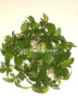 Aquarium Plants 