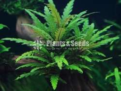 Aquarium Plants 