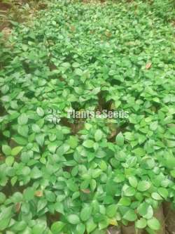Cinnamon Plants  (කුරුදු පැල)