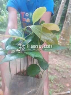 Cinnamon Plants  (කුරුදු පැල)