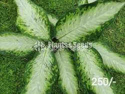 Indoor Plants (Calatheya )