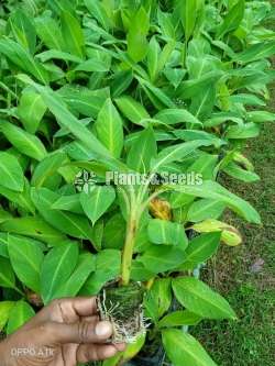 Banana Plants (ඇම්බුන් පැල)
