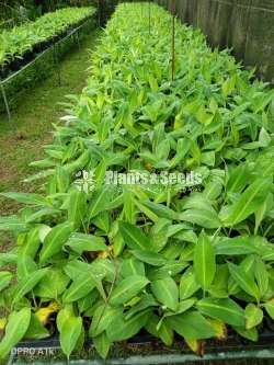 Banana Plants (ඇම්බුන් පැල)