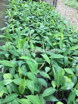 Banana Plants (කැවෙන්ඩිශ්, අම්බුල්)