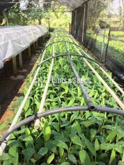 Banana Plants (කැවෙන්ඩිශ්, අම්බුල්)