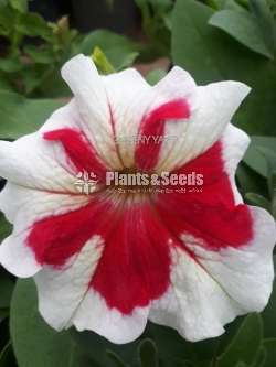 Petunia Pot  (පිටෝනියා )