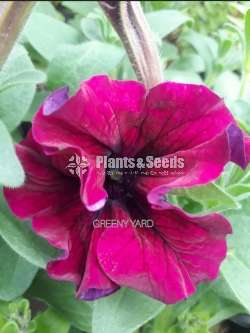 Petunia Pot  (පිටෝනියා )