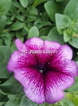 Petunia Pot  (පිටෝනියා )