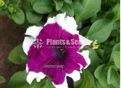 Petunia Pot  (පිටෝනියා )