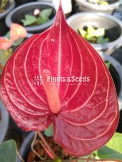 Anthurium-Tri Miracle, Livium, Safari, Jaguar Package