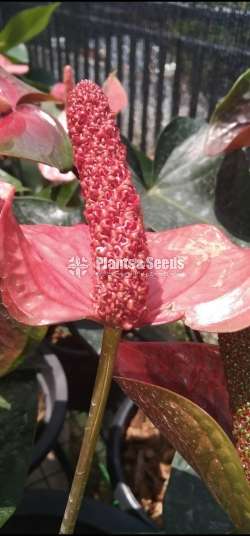 Anthurium-Tri Miracle, Livium, Safari, Jaguar Package