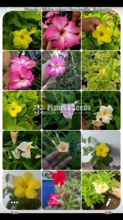 Mandavila (බටර් කප් )