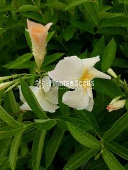 Mandavila (බටර් කප් )