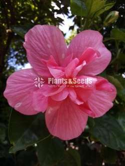Hibiscus (වද මල් )