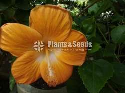 Hibiscus (වද මල් )