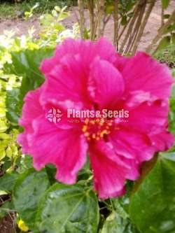 Hibiscus (වද මල් )