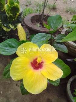 Hibiscus (වද මල් )
