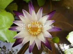 Purple joy Water Plants