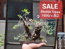 Shohin Bonsai