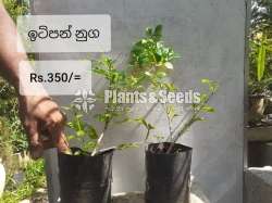 Mame bonsai (ඉටිපන් නුග)