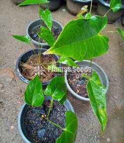 Candila Anthurium