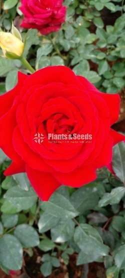 Roses Plants