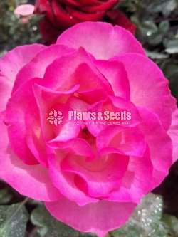 Roses Plants