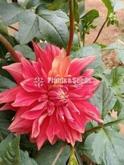 Deliya (ඩේලියා මල් සහිත පැල)