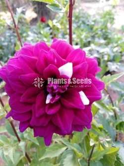 Deliya (ඩේලියා මල් සහිත පැල)