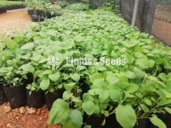 Vegetables Plants