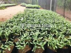Vegetables Plants