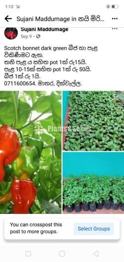 Scotch bonnet (නයි මිරිස් පැල )