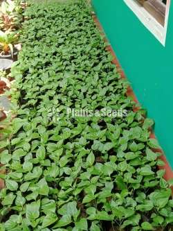 Scotch bonnet (නයි මිරිස් පැල )