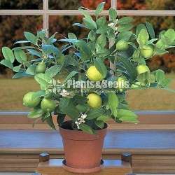 Potted lime plants
