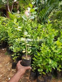 Potted lime plants