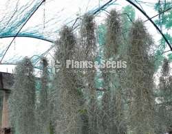Air Plants - (Spanish Moss)