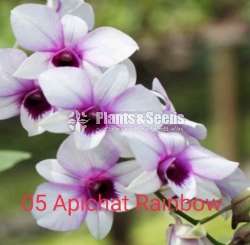 Sell for Orchide plants