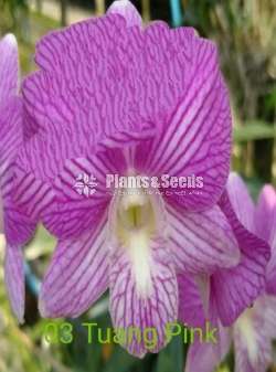 Sell for Orchide plants