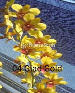 Sell for Orchide plants