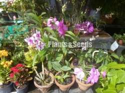 10 Orchids Package