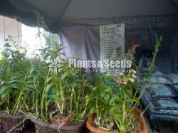 10 Orchids Package