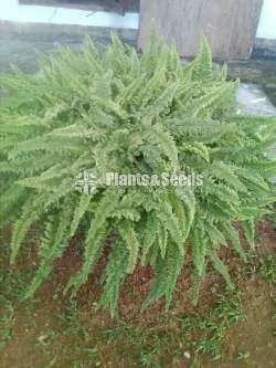 Ferns Plants (මීවන )