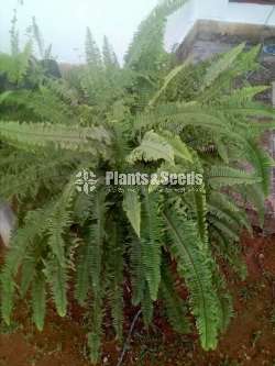 Ferns Plants (මීවන )