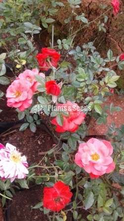 Roses Plants