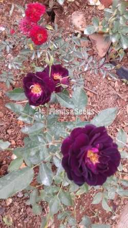 Roses Plants