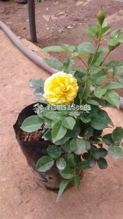 Roses Plants