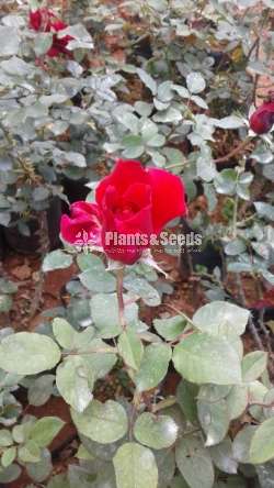Roses Plants